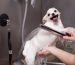 adorable-little-dog-being-washed-grooming-salon